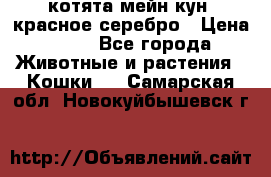 котята мейн кун, красное серебро › Цена ­ 30 - Все города Животные и растения » Кошки   . Самарская обл.,Новокуйбышевск г.